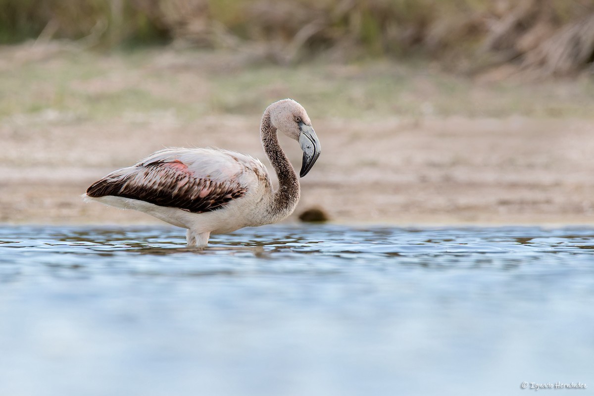 Chilean Flamingo - ML613278875