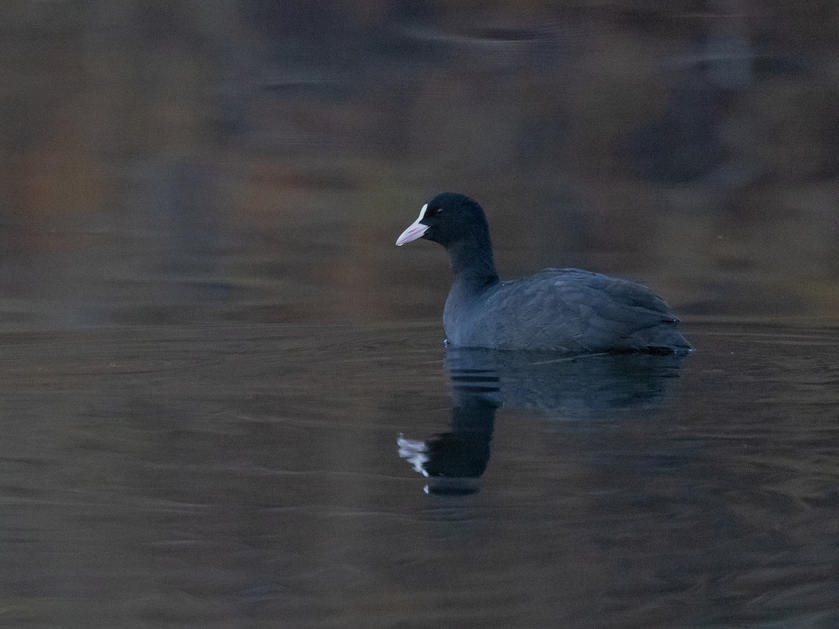 Eurasian Coot - Angus Wilson