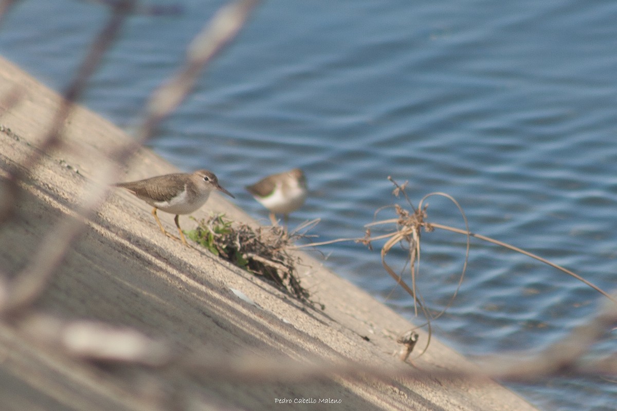 Spotted Sandpiper - Pedro Cabello Maleno