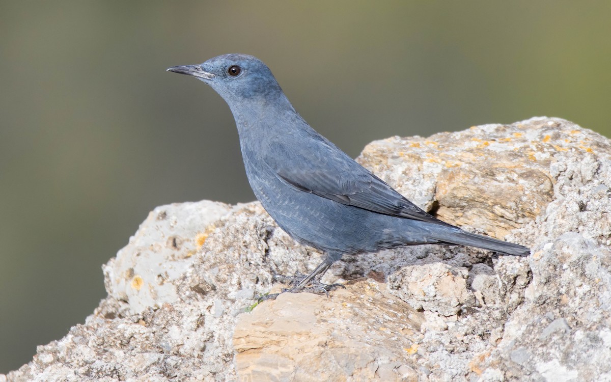 Blue Rock-Thrush - Andrés  Rojas Sánchez