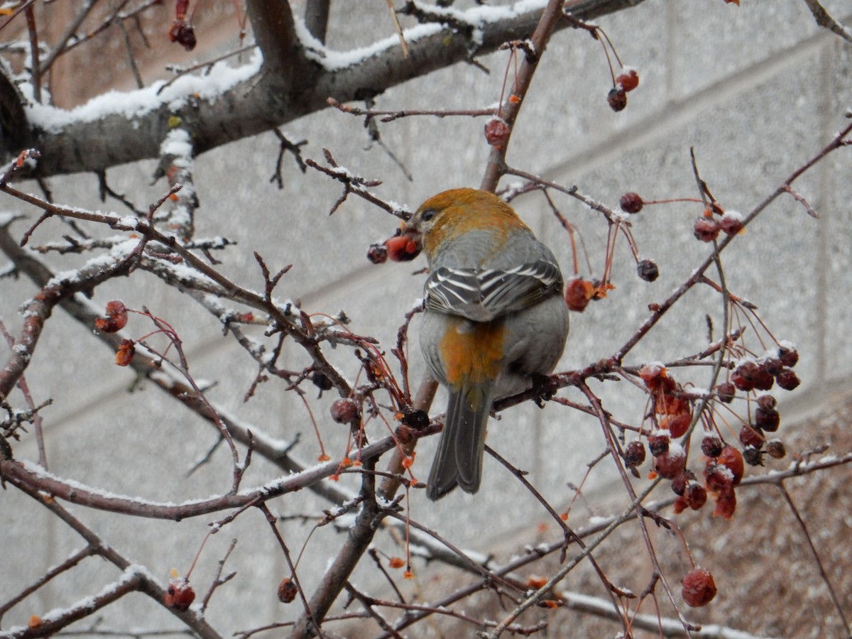 Pine Grosbeak - Scott Freeman