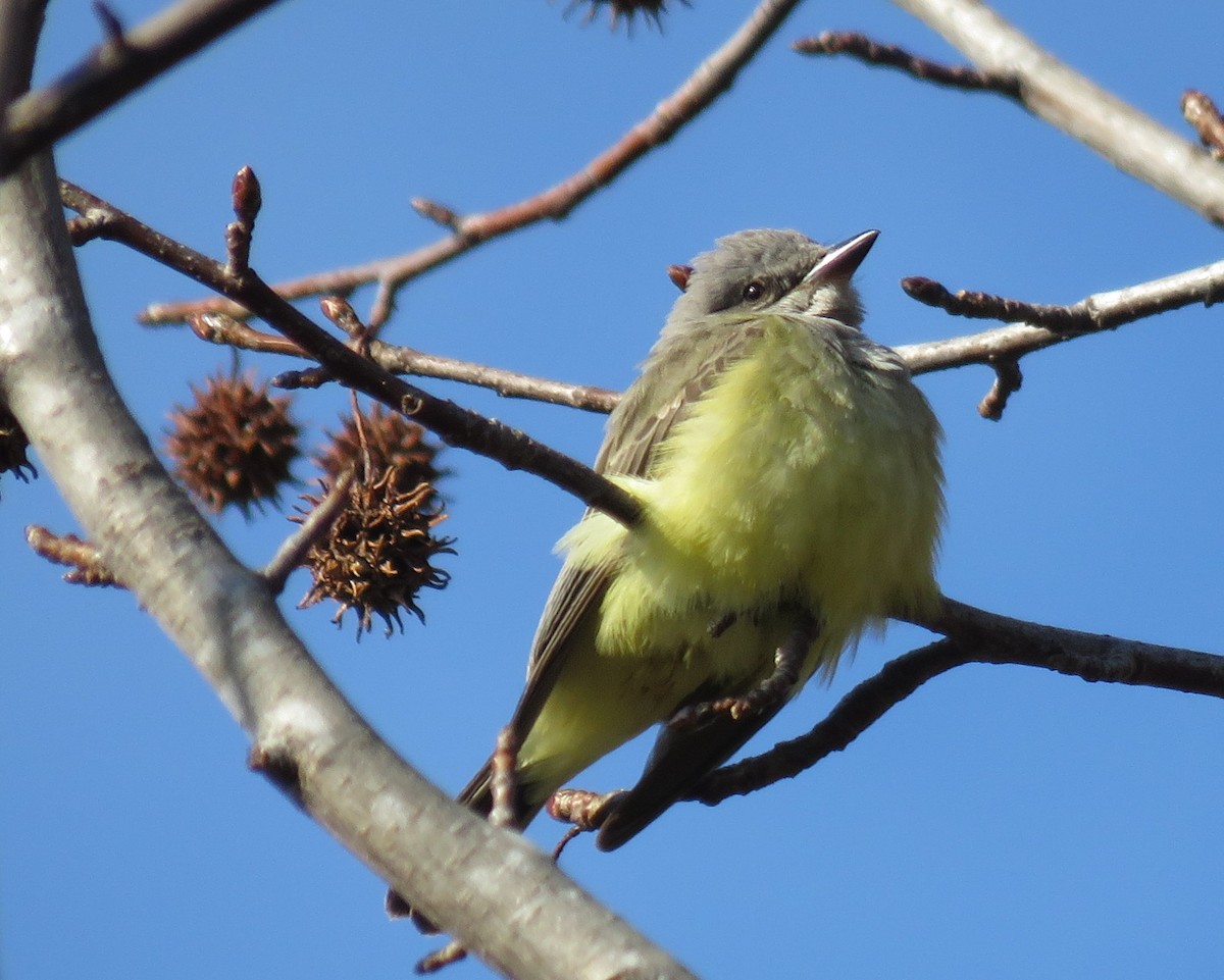 tyran západní - ML613279041