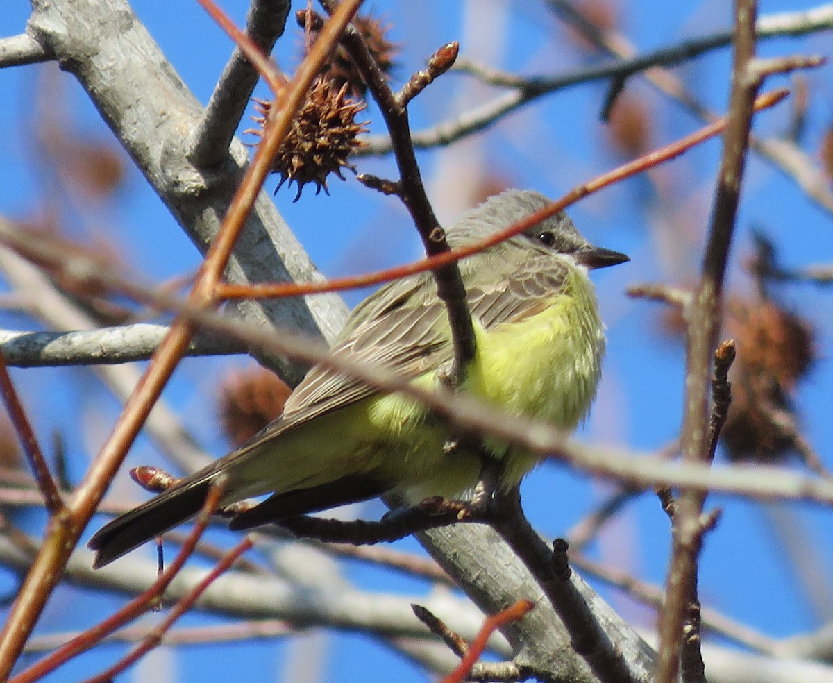 tyran západní - ML613279043