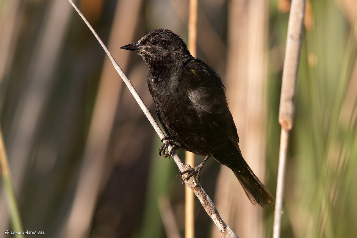 Yellow-winged Blackbird - ML613279086