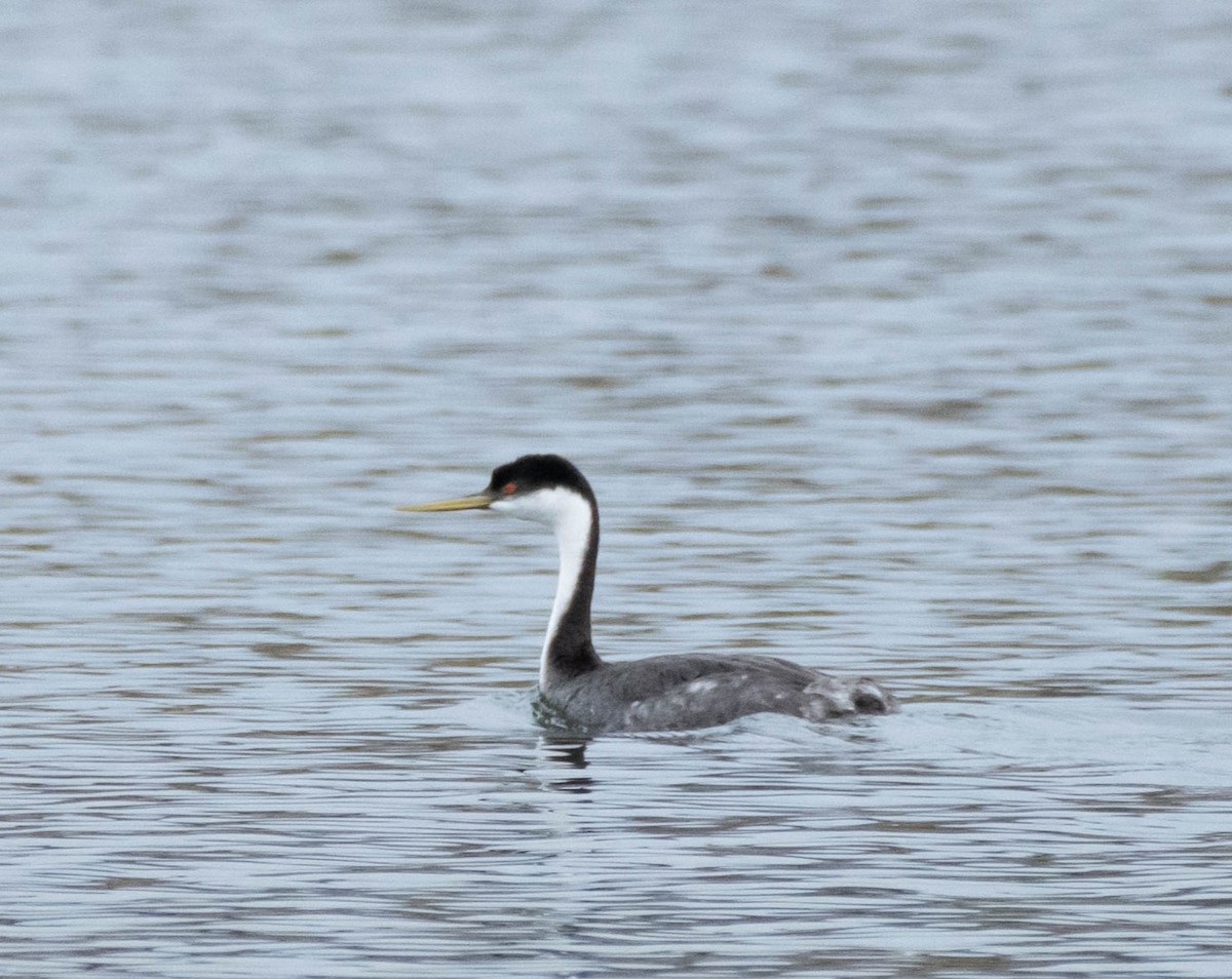 Western Grebe - ML613279234
