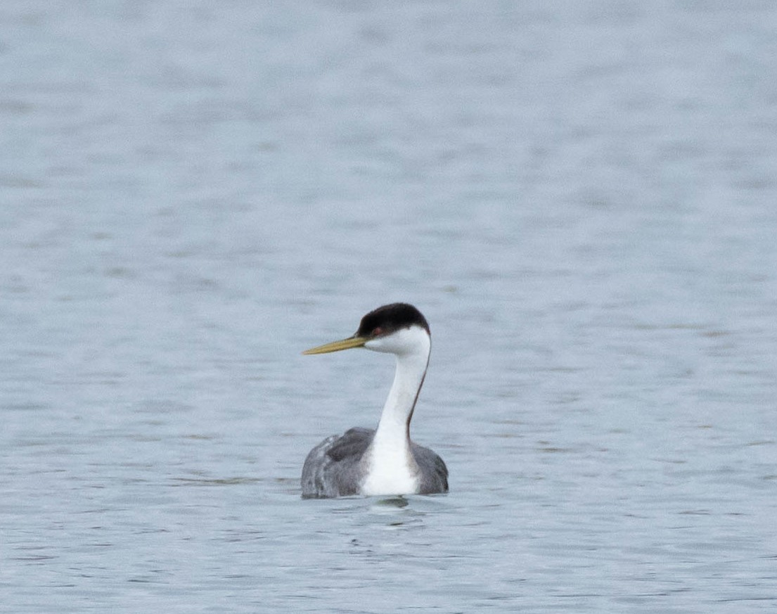 Western Grebe - ML613279236