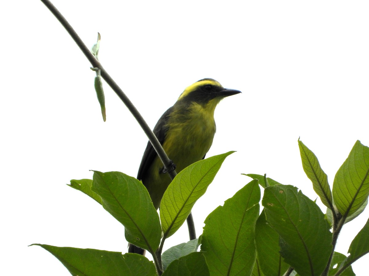 Lemon-browed Flycatcher - Jose Fernando Sanchez O.