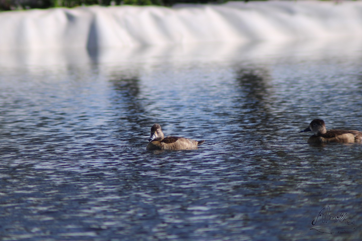 Ring-necked Duck - ML613279354