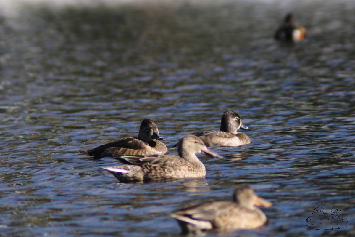 Ring-necked Duck - ML613279355