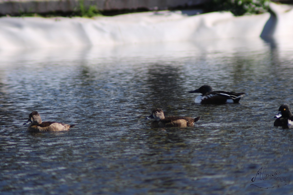 Ring-necked Duck - ML613279356