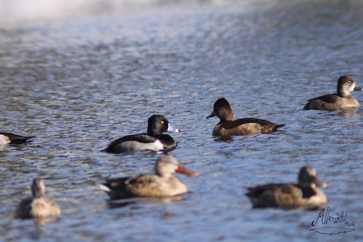 Ring-necked Duck - ML613279357