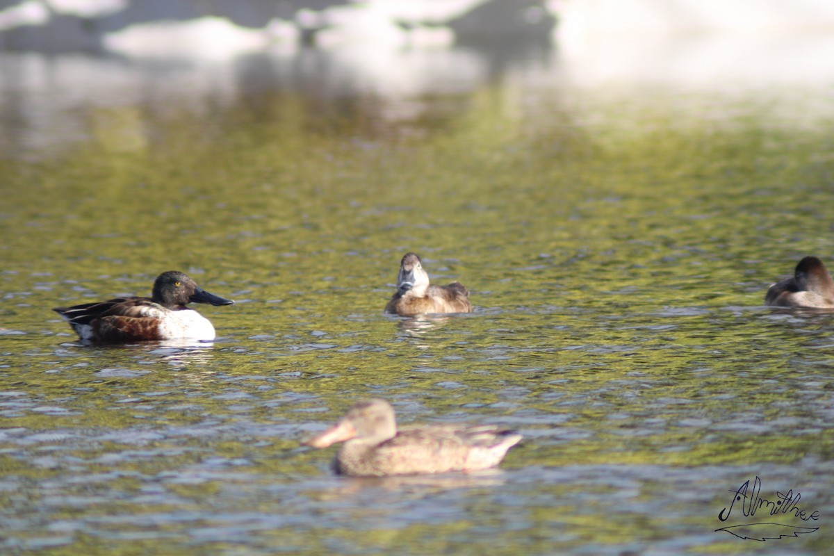 Ring-necked Duck - ML613279358