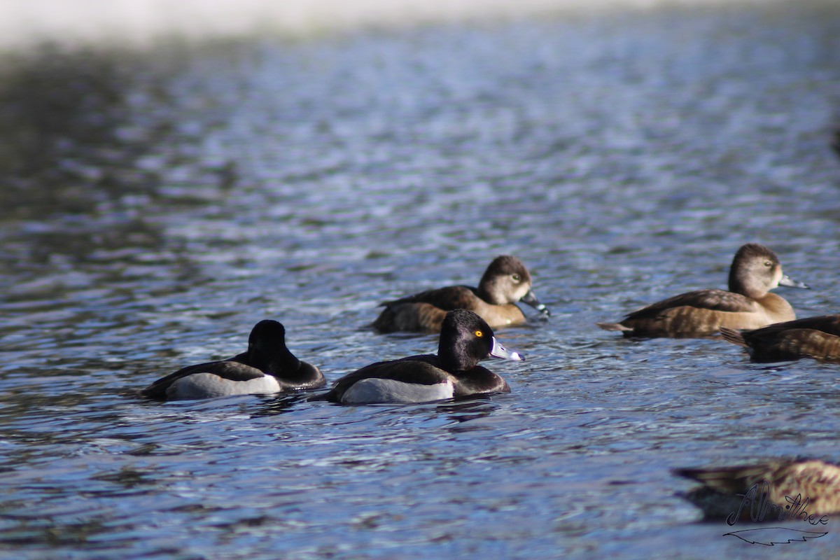 Ring-necked Duck - ML613279359