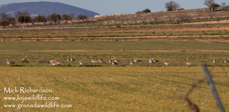 Great Bustard - ML613279403