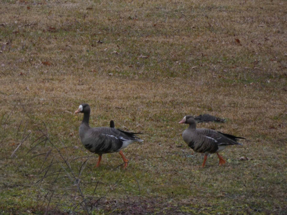 Greater White-fronted Goose - ML613279458