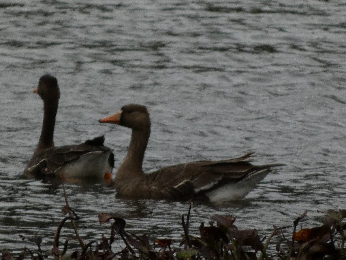 Greater White-fronted Goose - ML613279460