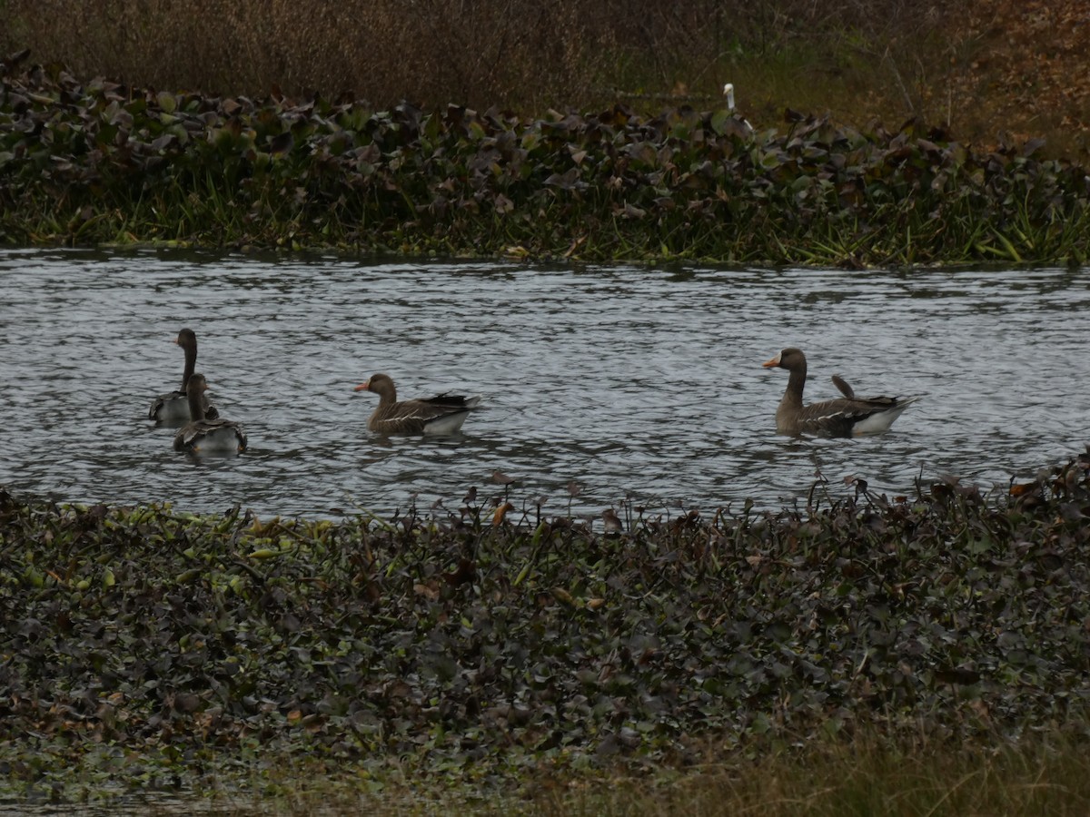 Greater White-fronted Goose - ML613279461