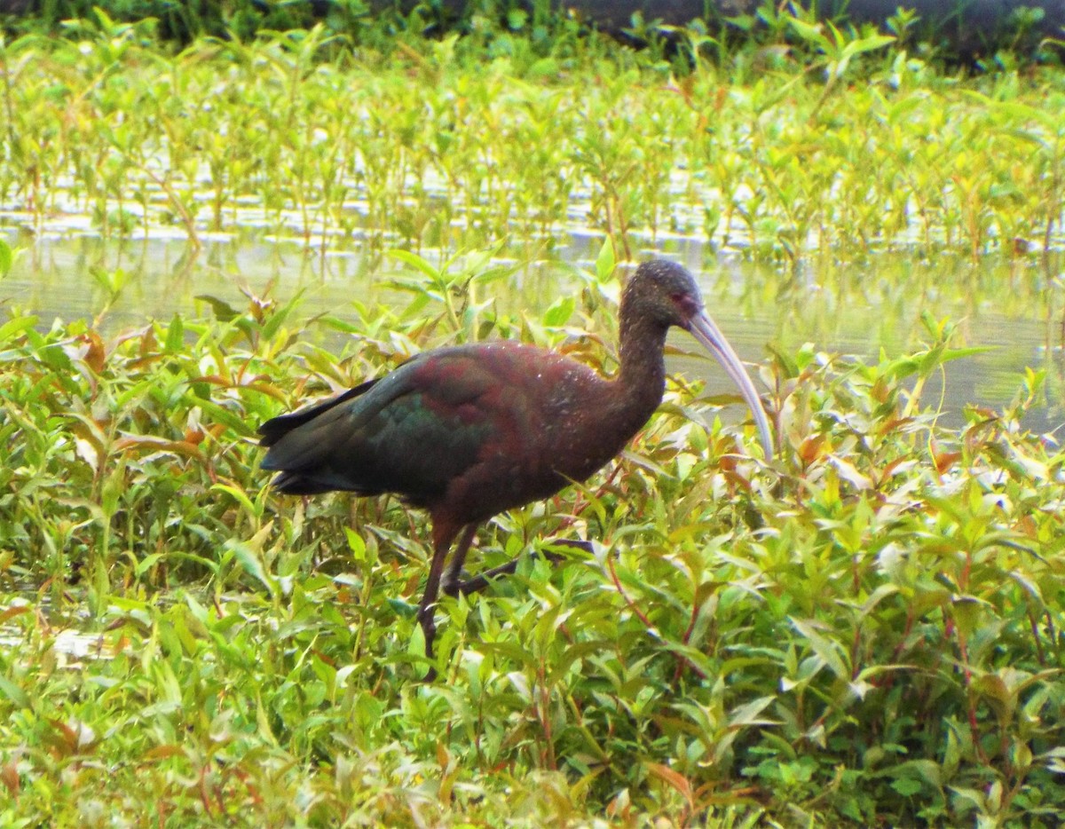 White-faced Ibis - Henrique Heidi Horiyshi