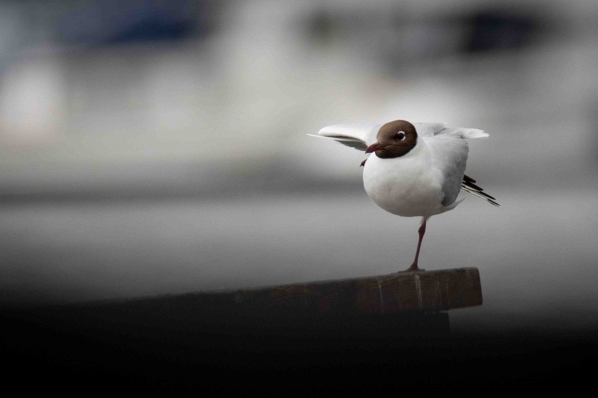 Black-headed Gull - ML613279560