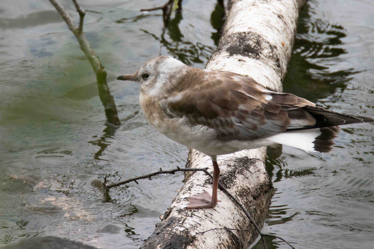 Mouette rieuse - ML613279596