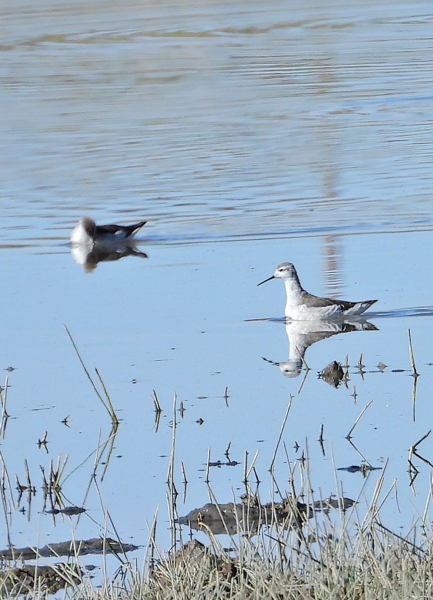 Phalarope de Wilson - ML613279666