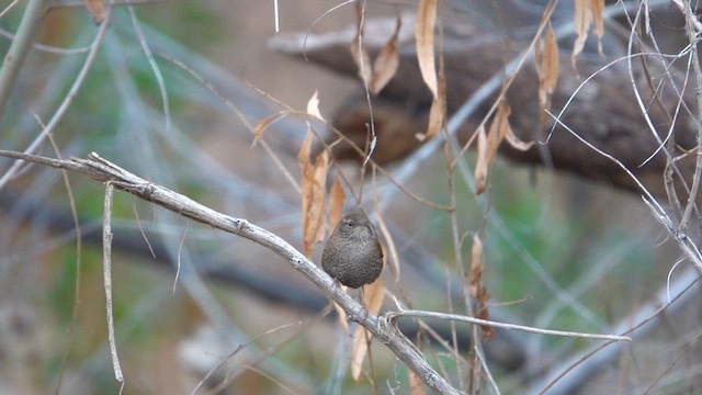 Winter Wren - ML613279674