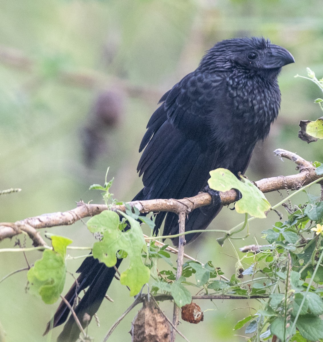 Groove-billed Ani - ML613279699