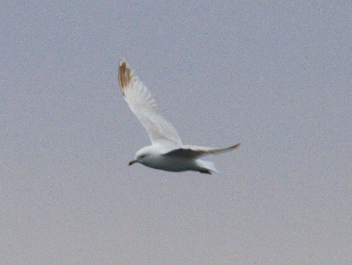 Ring-billed Gull - ML613279785