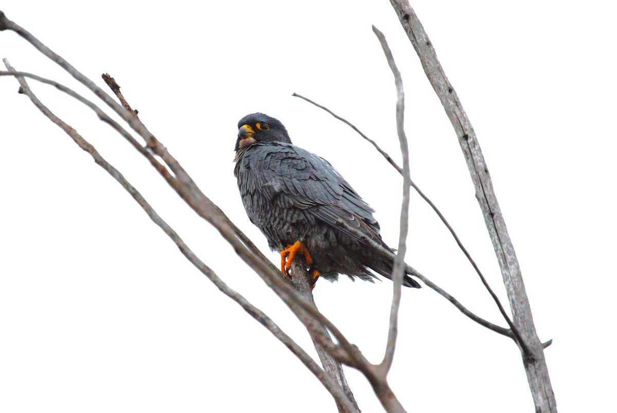 Peregrine Falcon - ML613279808