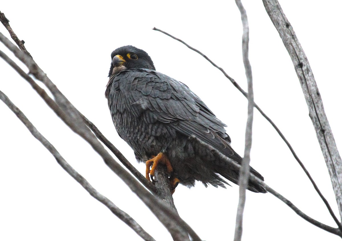 Peregrine Falcon - Edward Cooper