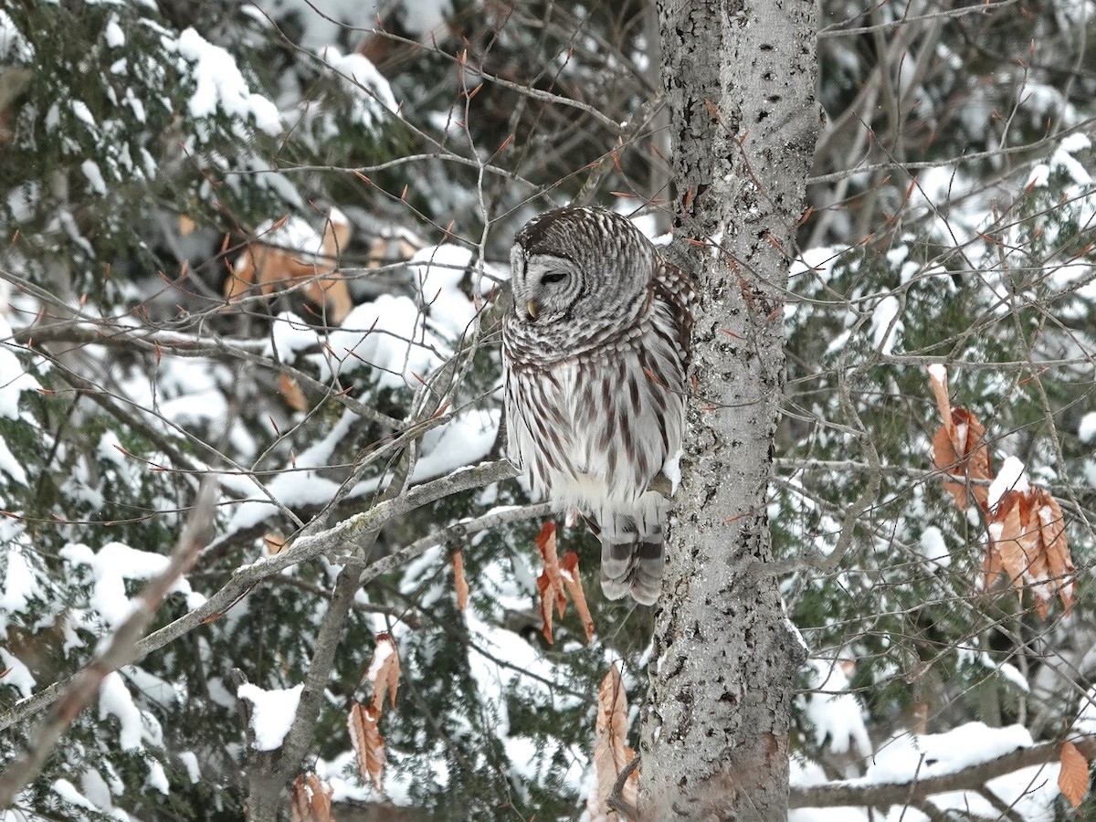Barred Owl - ML613279959