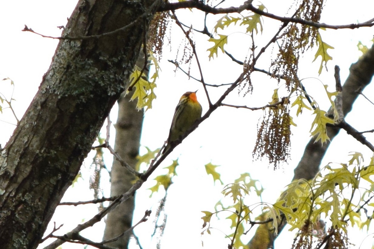 Blackburnian Warbler - ML613279962