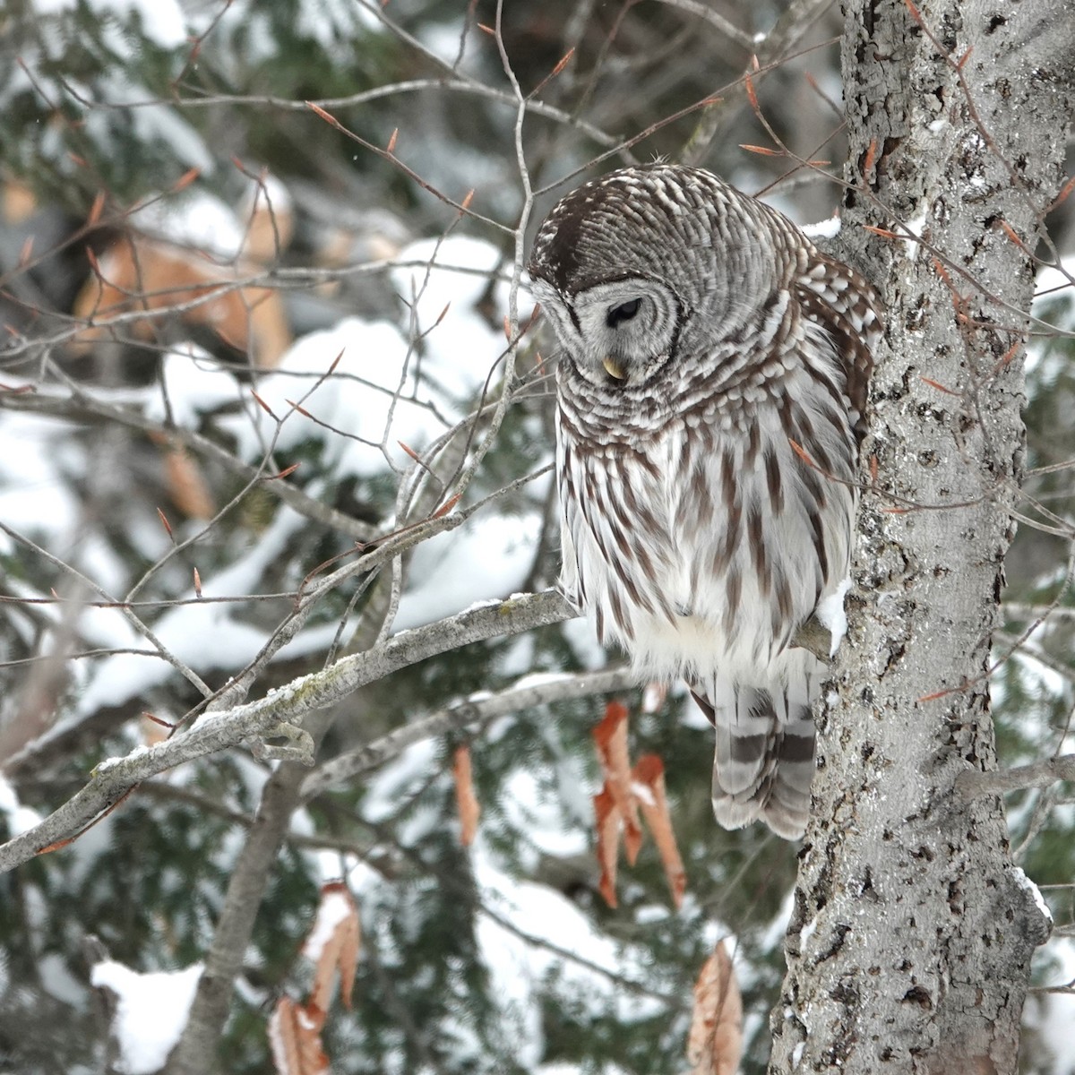 Barred Owl - ML613279967