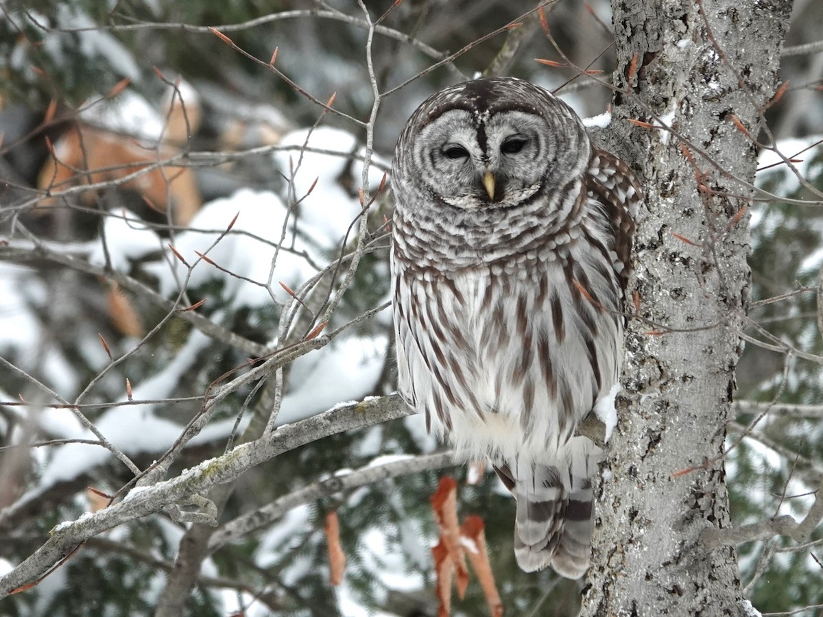 Barred Owl - ML613279976