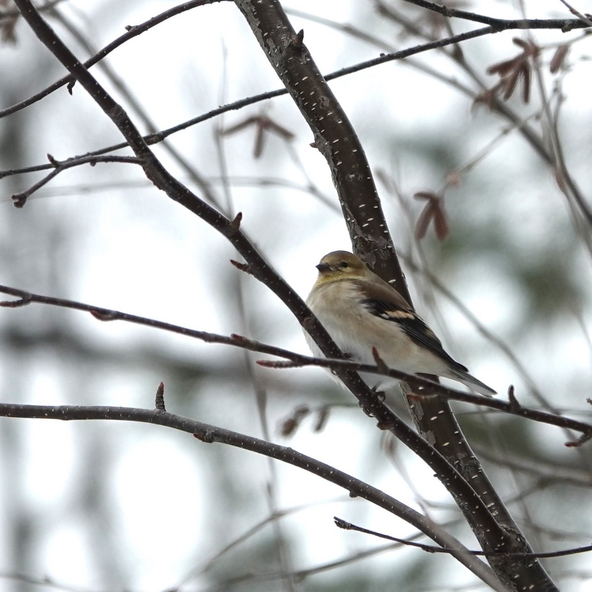 American Goldfinch - ML613279982