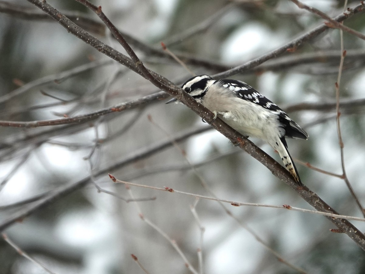 Downy Woodpecker - ML613280006