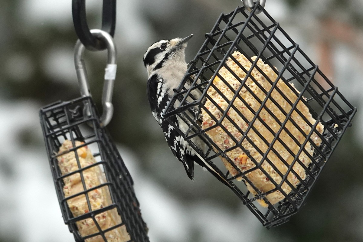 Downy Woodpecker - ML613280009