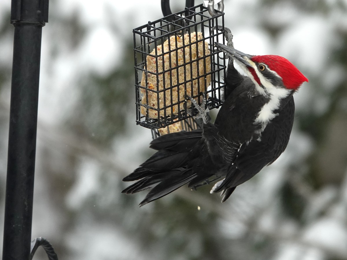 Pileated Woodpecker - ML613280024