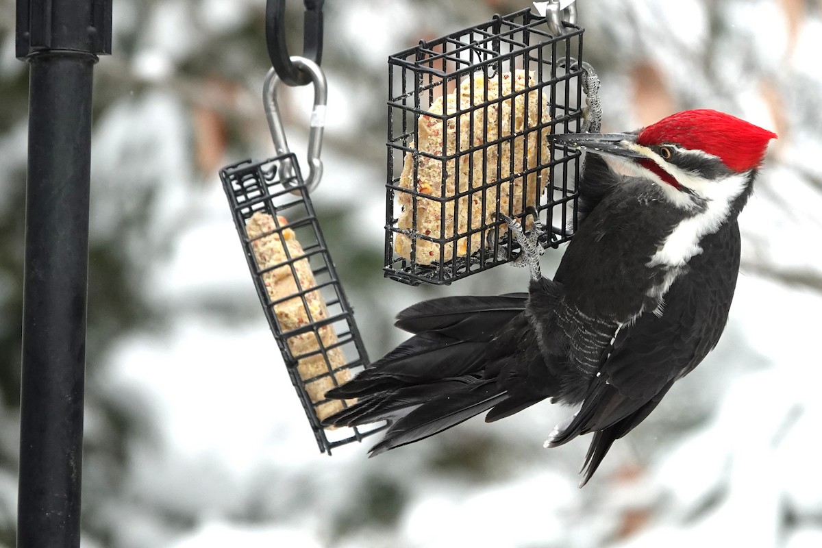 Pileated Woodpecker - ML613280026