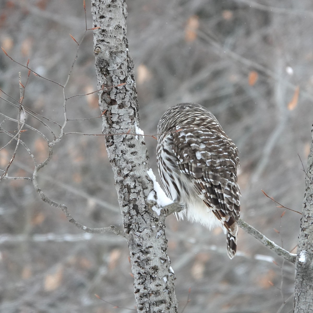 Barred Owl - ML613280031