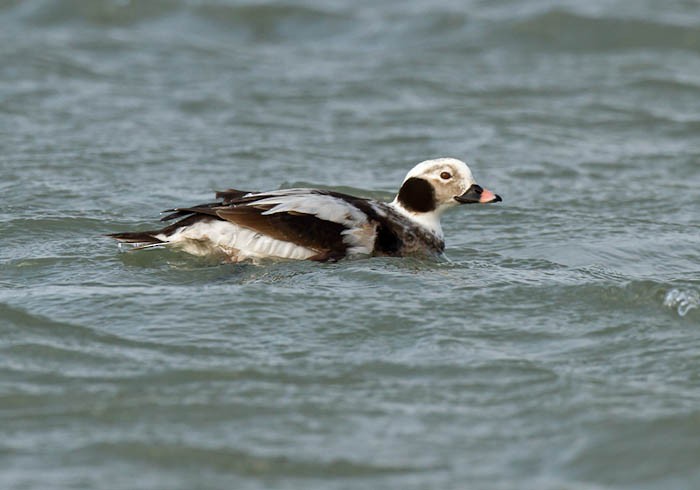 Long-tailed Duck - ML613280037