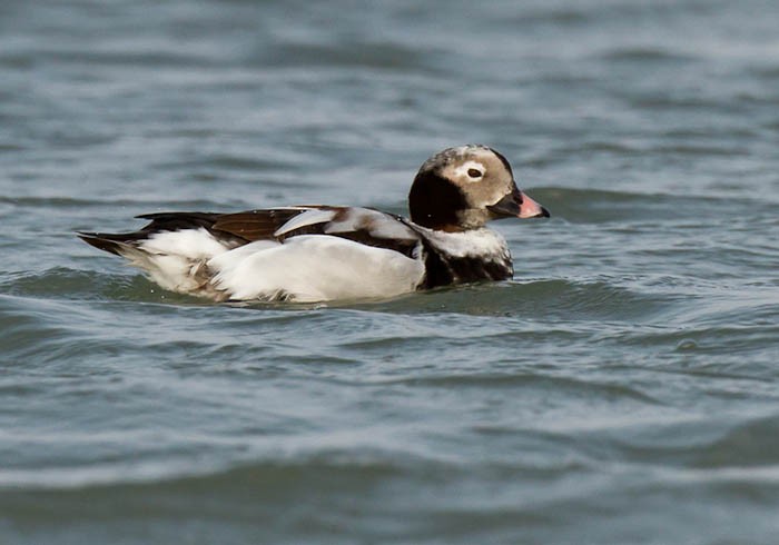 Long-tailed Duck - ML613280038