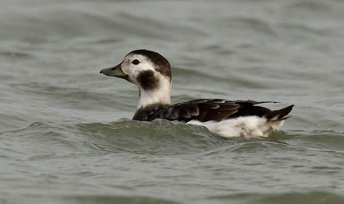 Long-tailed Duck - ML613280039