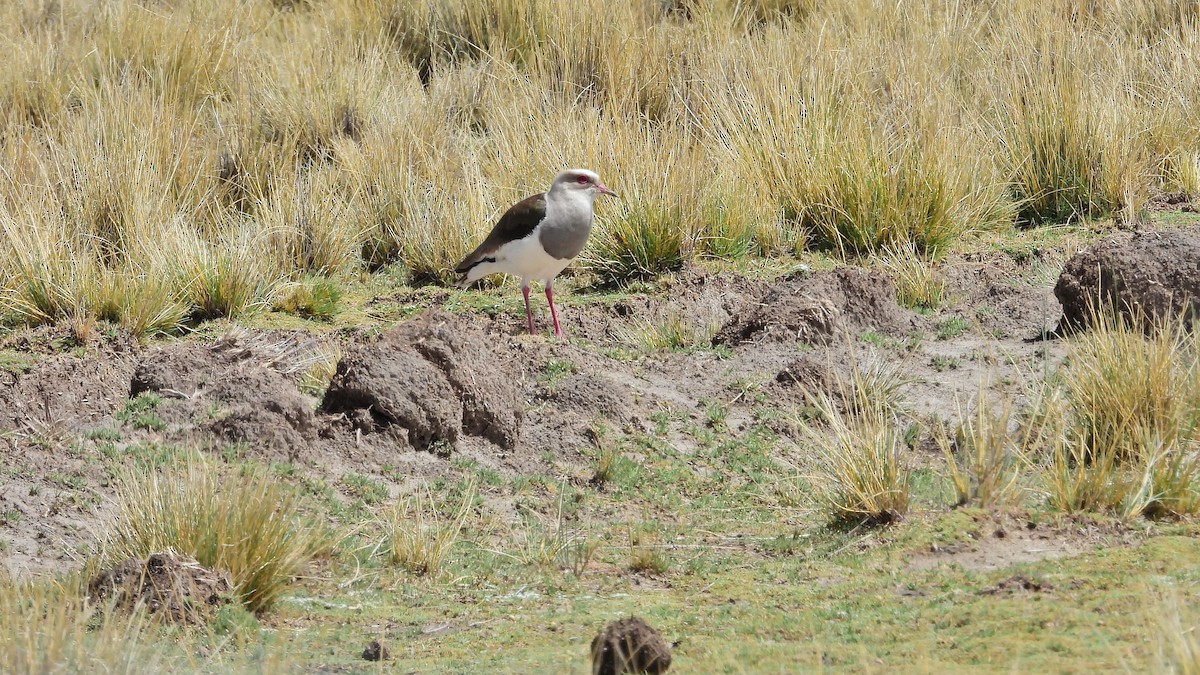 Andean Lapwing - ML613280047