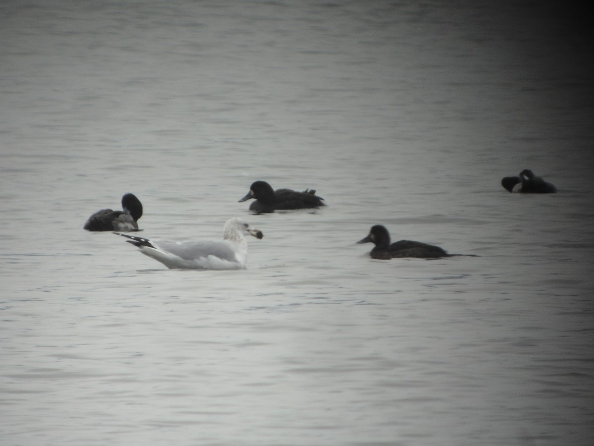 Greater Scaup - ML613280080