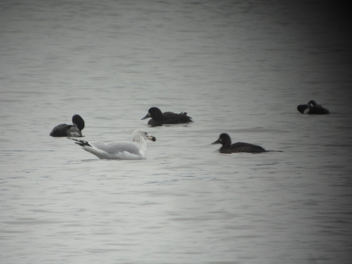 Greater Scaup - Thomas Salo