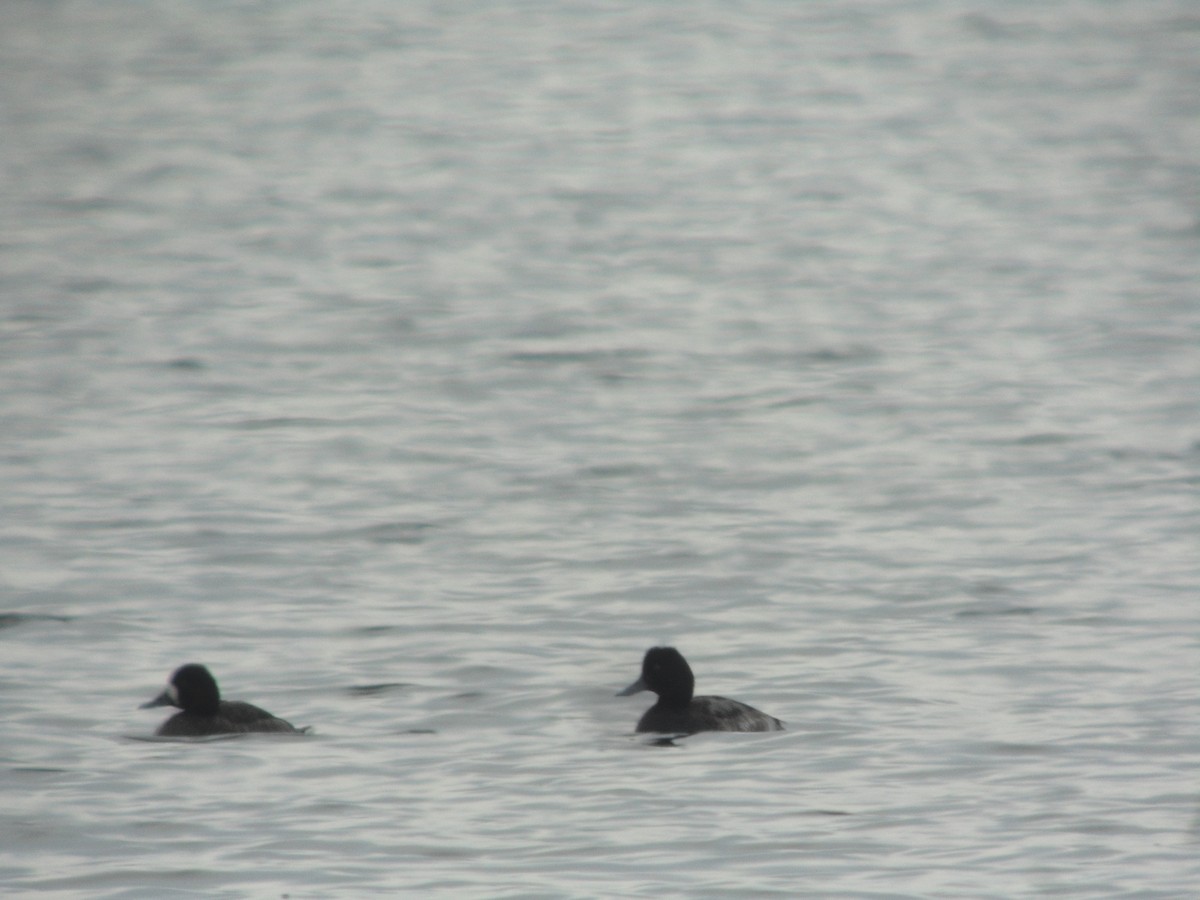 Greater Scaup - ML613280081