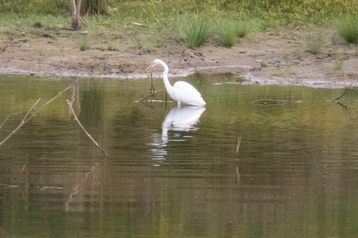 Great Egret - ML613280131