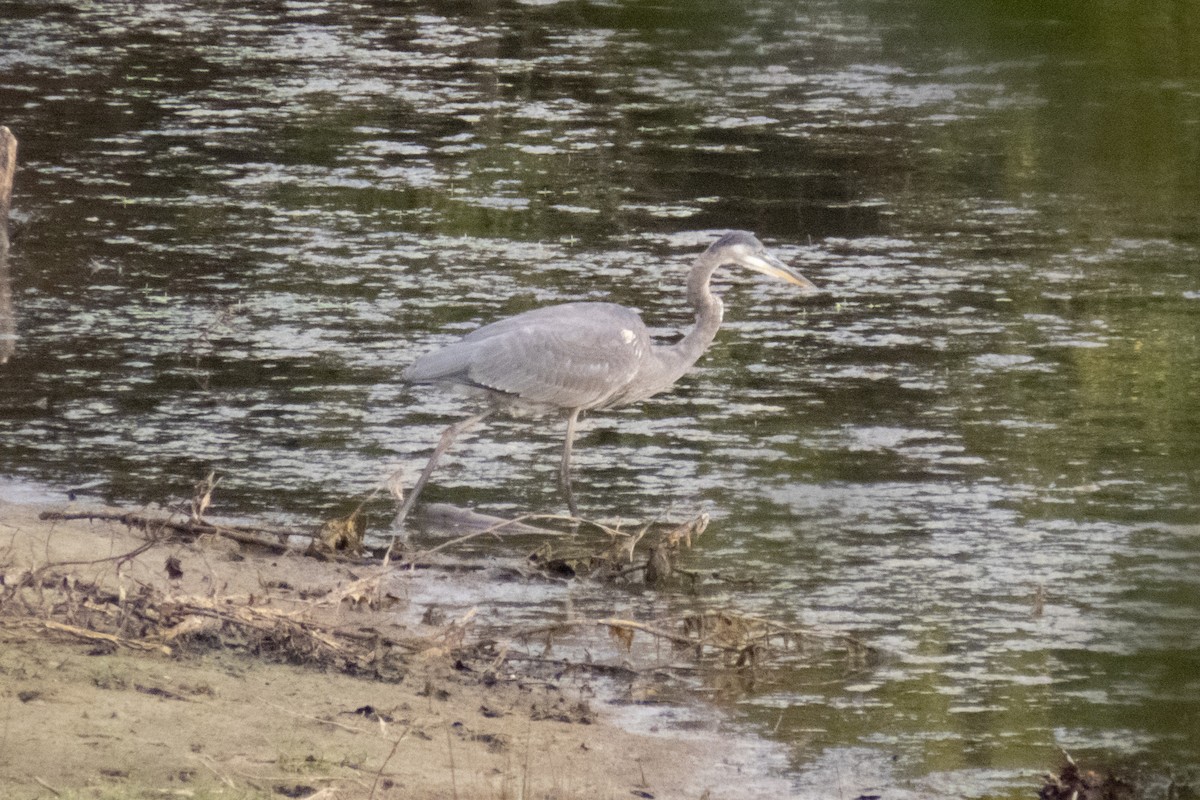 Great Blue Heron (Great Blue) - ML613280144