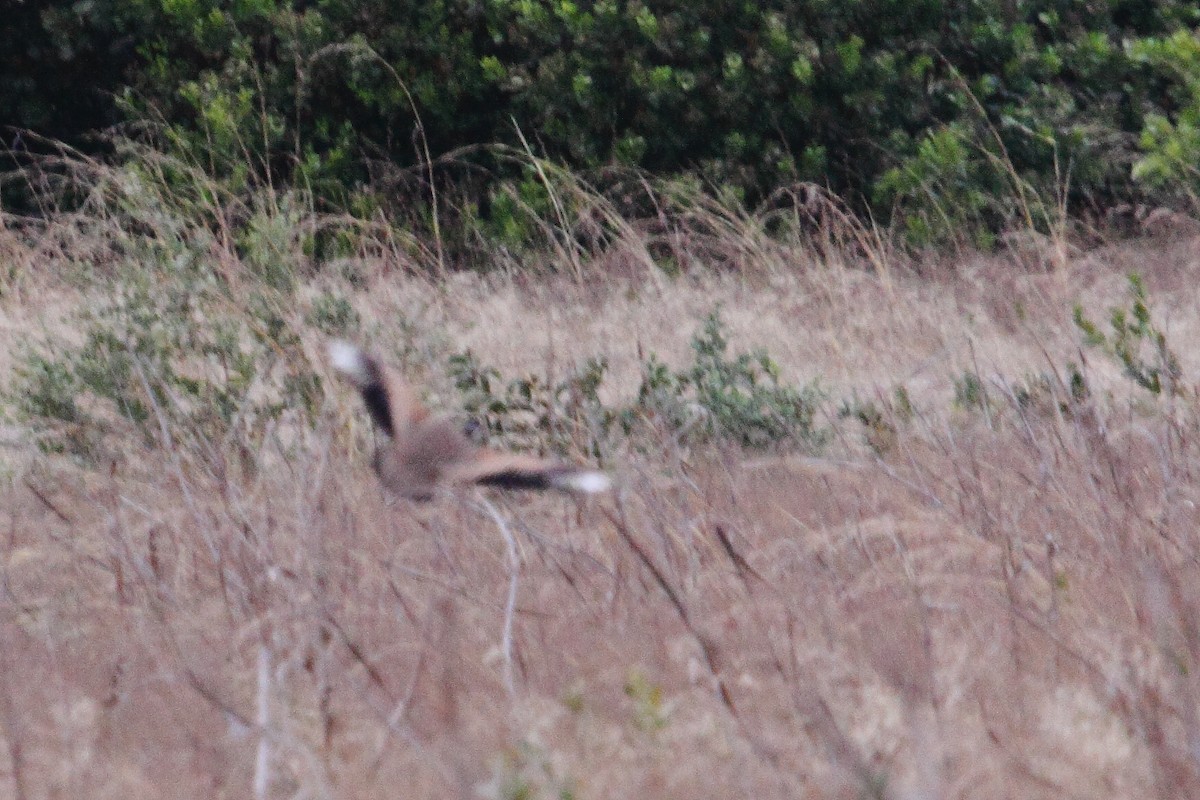 White-bellied Bustard (White-bellied) - ML613280154